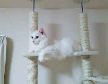 ゆきちゃん 様のお迎えした子猫