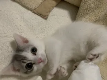 ドラコ 様のお迎えした子猫