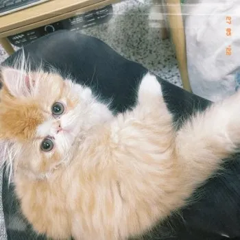 I.R 様のお迎えした子猫
