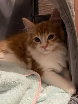 まるるん 様のお迎えした子猫