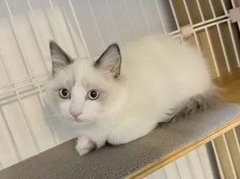 S.Y 様のお迎えした子猫