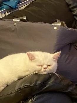 ねこぷーちゃん 様のお迎えした子猫