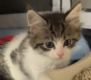 tommy 様のお迎えした子猫