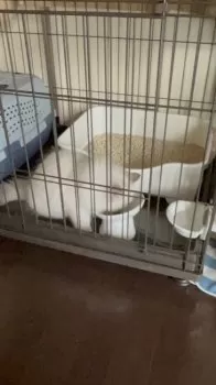 F.T 様のお迎えした子猫