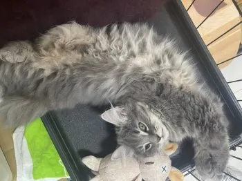 I.S 様のお迎えした子猫