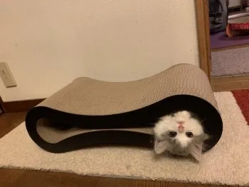 たま 様のお迎えした子猫