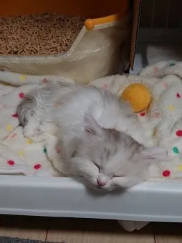 イチ 様のお迎えした子猫