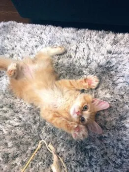 すみれ 様のお迎えした子猫