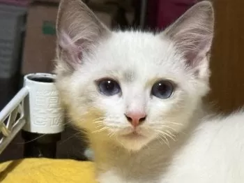 necoco_zzzzz 様のお迎えした子猫