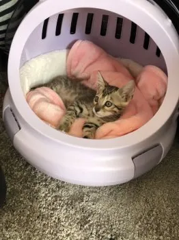 テテ 様のお迎えした子猫