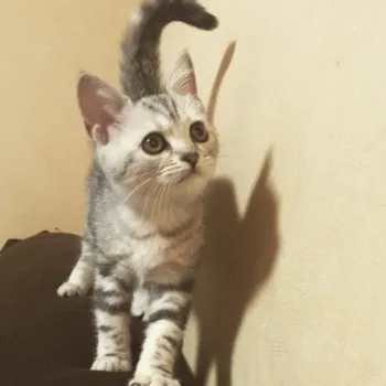 みどりん 様のお迎えした子猫