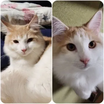 m.m 様のお迎えした子猫