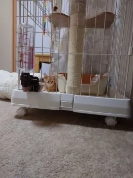 K.Ｉ 様のお迎えした子猫