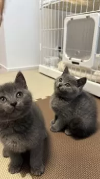 M.A 様のお迎えした子猫