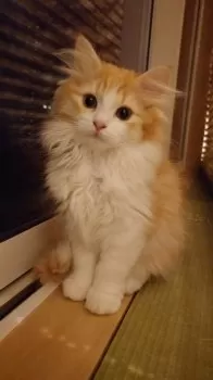 K.Ｉ 様のお迎えした子猫