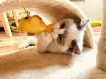 Ｙ.Ｏ 様のお迎えした子猫