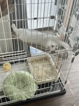 imamo 様のお迎えした子猫