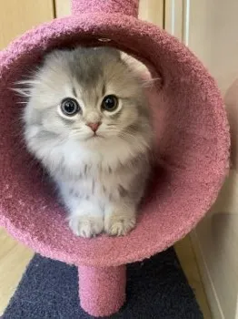 H.K 様のお迎えした子猫