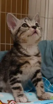 るるる 様のお迎えした子猫