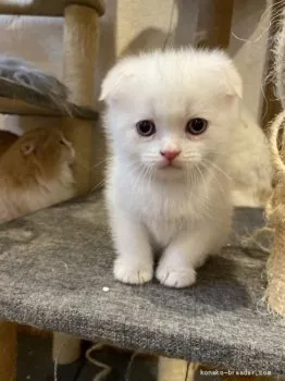 にゃんこママ 様のお迎えした子猫