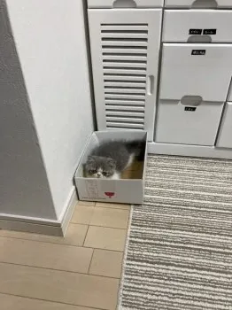 どるな 様のお迎えした子猫