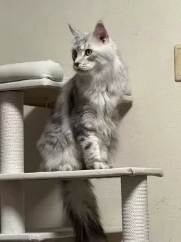 K.Y 様のお迎えした子猫