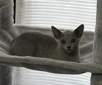 ぽくこ 様のお迎えした子猫