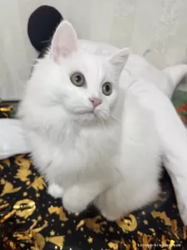 O.T 様のお迎えした子猫