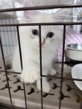 Y.K 様のお迎えした子猫