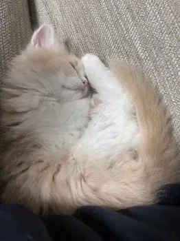 wizard377 様のお迎えした子猫