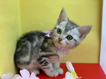 ぽんた 様のお迎えした子猫