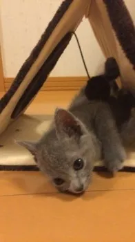 こむぎ 様のお迎えした子猫