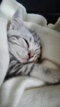 bibinko 様のお迎えした子猫