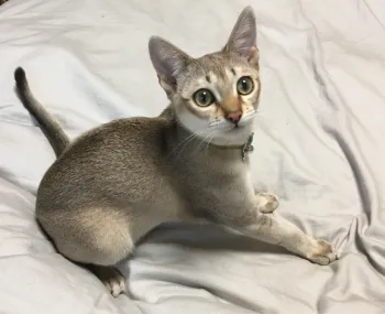 Shino62 様のお迎えした子猫