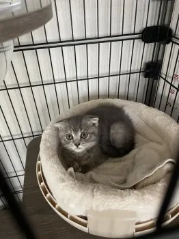 T.M 様のお迎えした子猫