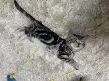 TA 様のお迎えした子猫