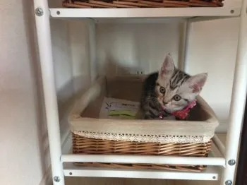 ゆきん 様のお迎えした子猫