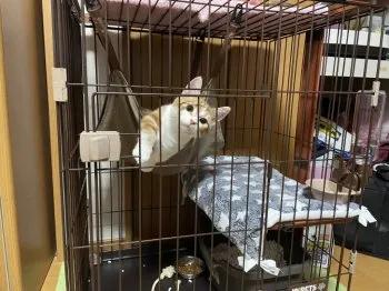 M.O 様のお迎えした子猫