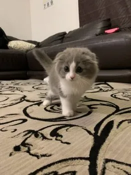 なーたんまん 様のお迎えした子猫