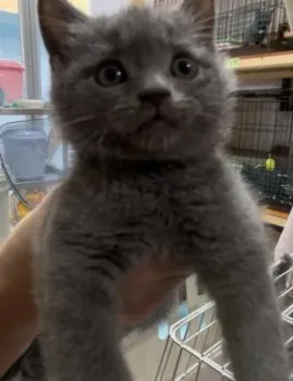 調香師 様のお迎えした子猫