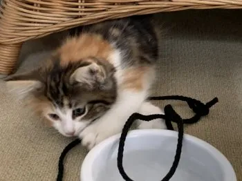 K.I 様のお迎えした子猫