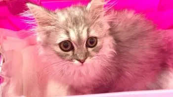 飛べない〇 様のお迎えした子猫