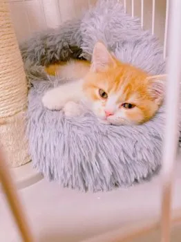えみーる 様のお迎えした子猫