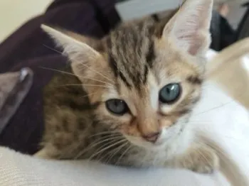 ファルコン 様のお迎えした子猫