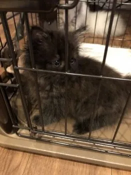 銀空 様のお迎えした子猫