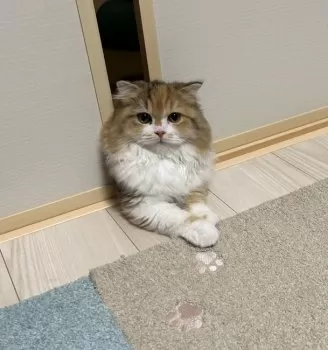ゆい 様のお迎えした子猫