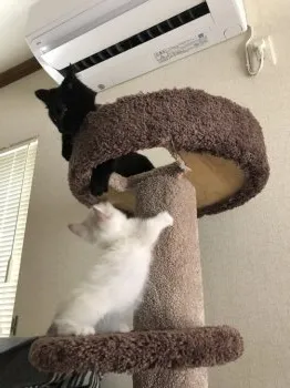とろろ&こんぶ 様のお迎えした子猫