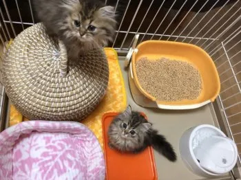 chocoazu 様のお迎えした子猫