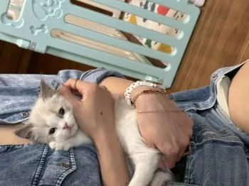 A 様のお迎えした子猫