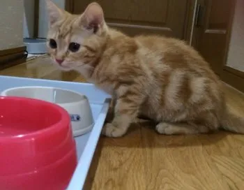 そらのパパ 様のお迎えした子猫